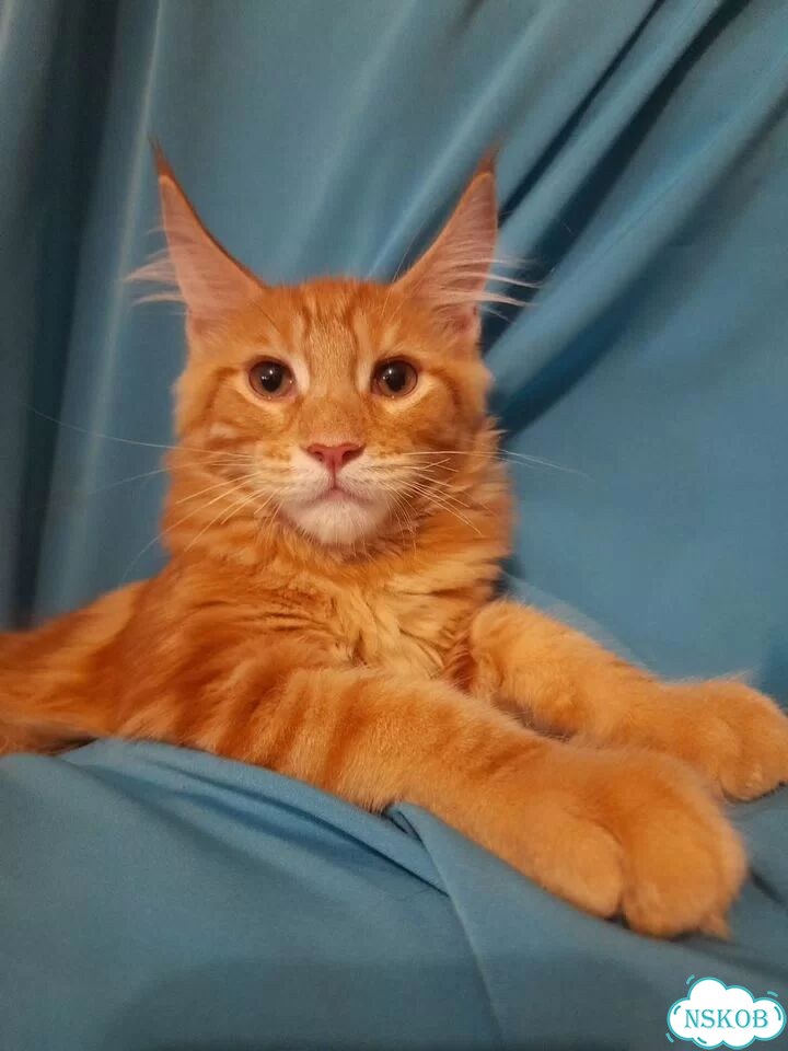 Мейн-кун котёнок фото 3