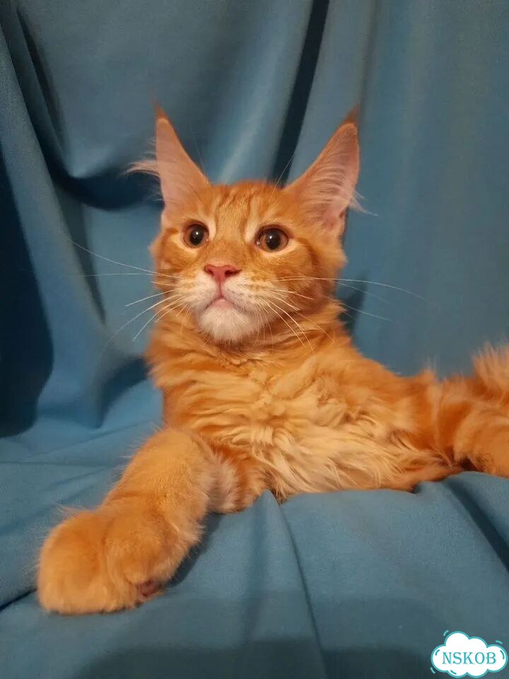Мейн-кун котёнок фото 4