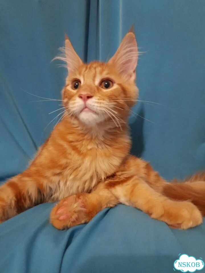 Мейн-кун котёнок фото 5