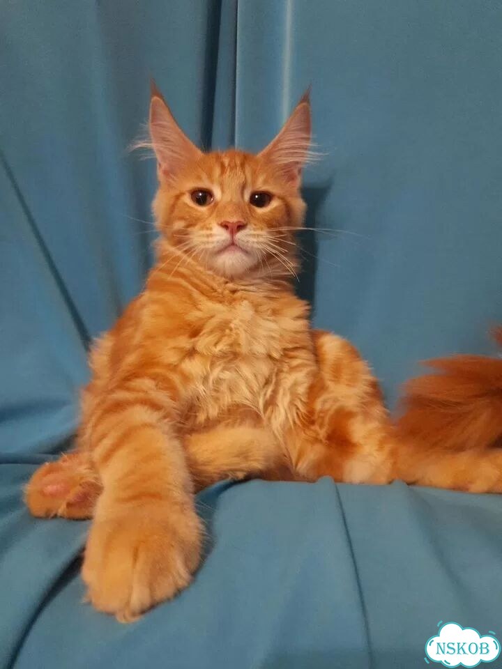 Мейн-кун котёнок фото 6