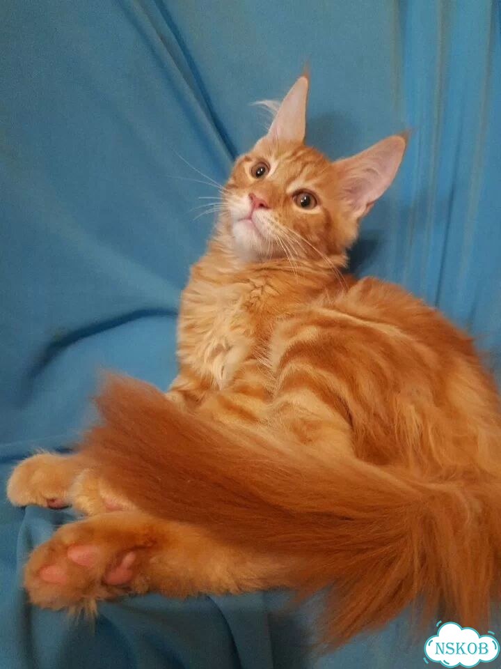 Мейн-кун котёнок фото 7