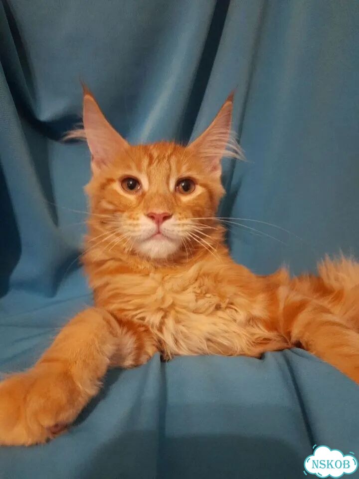 Мейн-кун котёнок фото 8