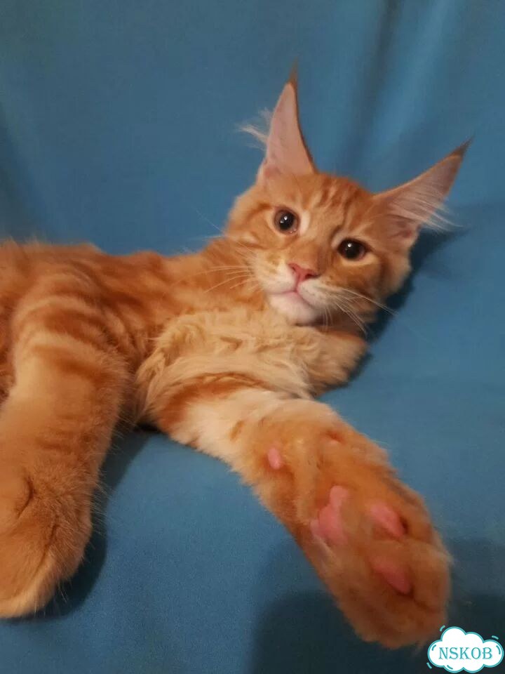 Мейн-кун котёнок фото 9