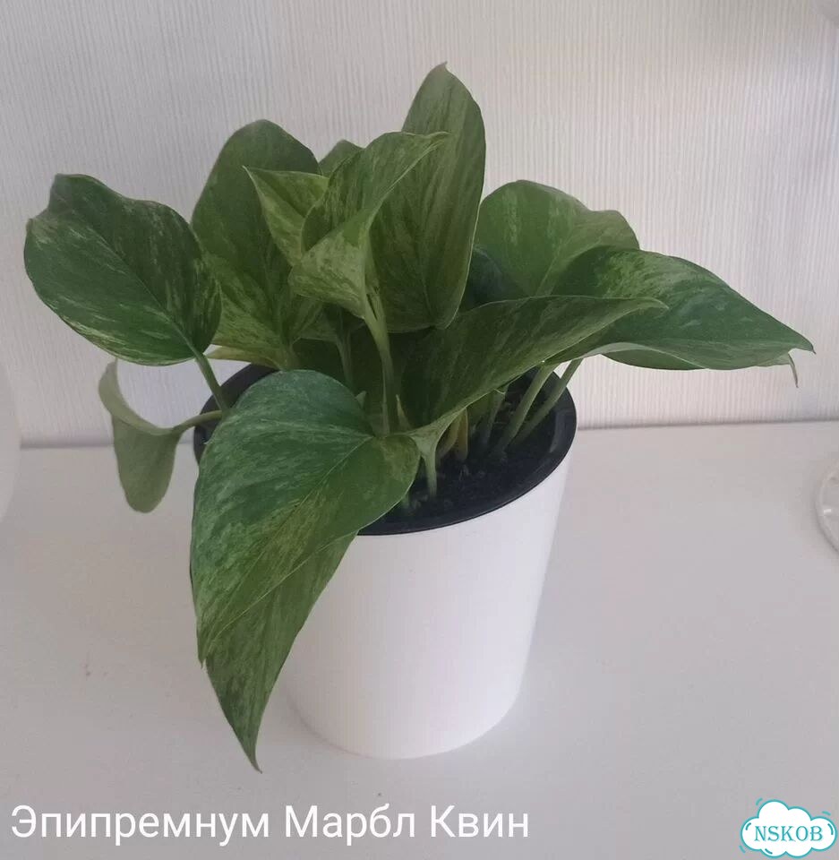 Комнатные растения фото 1
