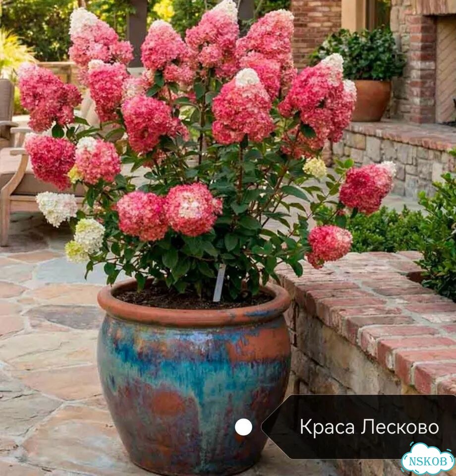 Многолетние растения для сада фото 1