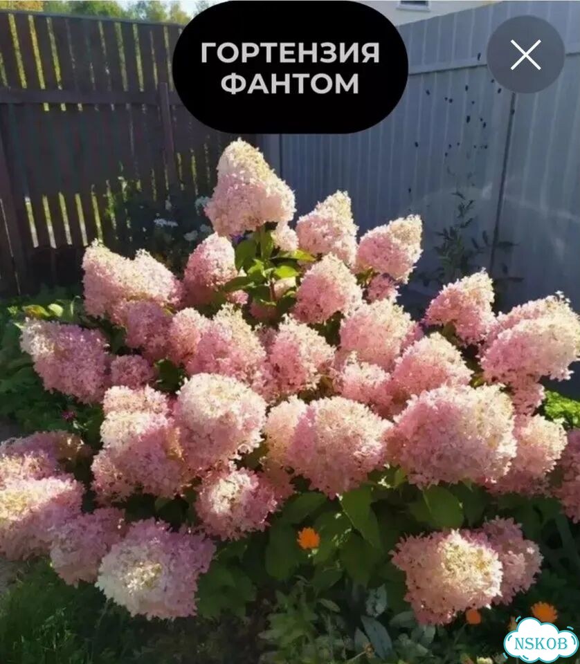 Многолетние растения для сада фото 3