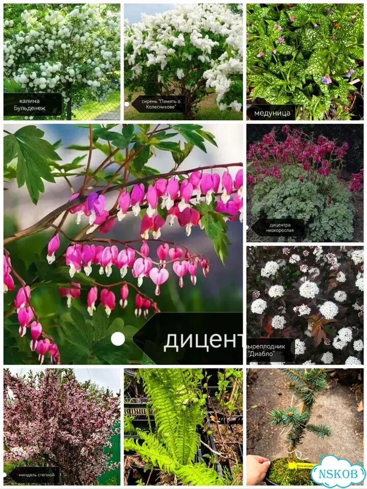Многолетние растения для сада фото 5