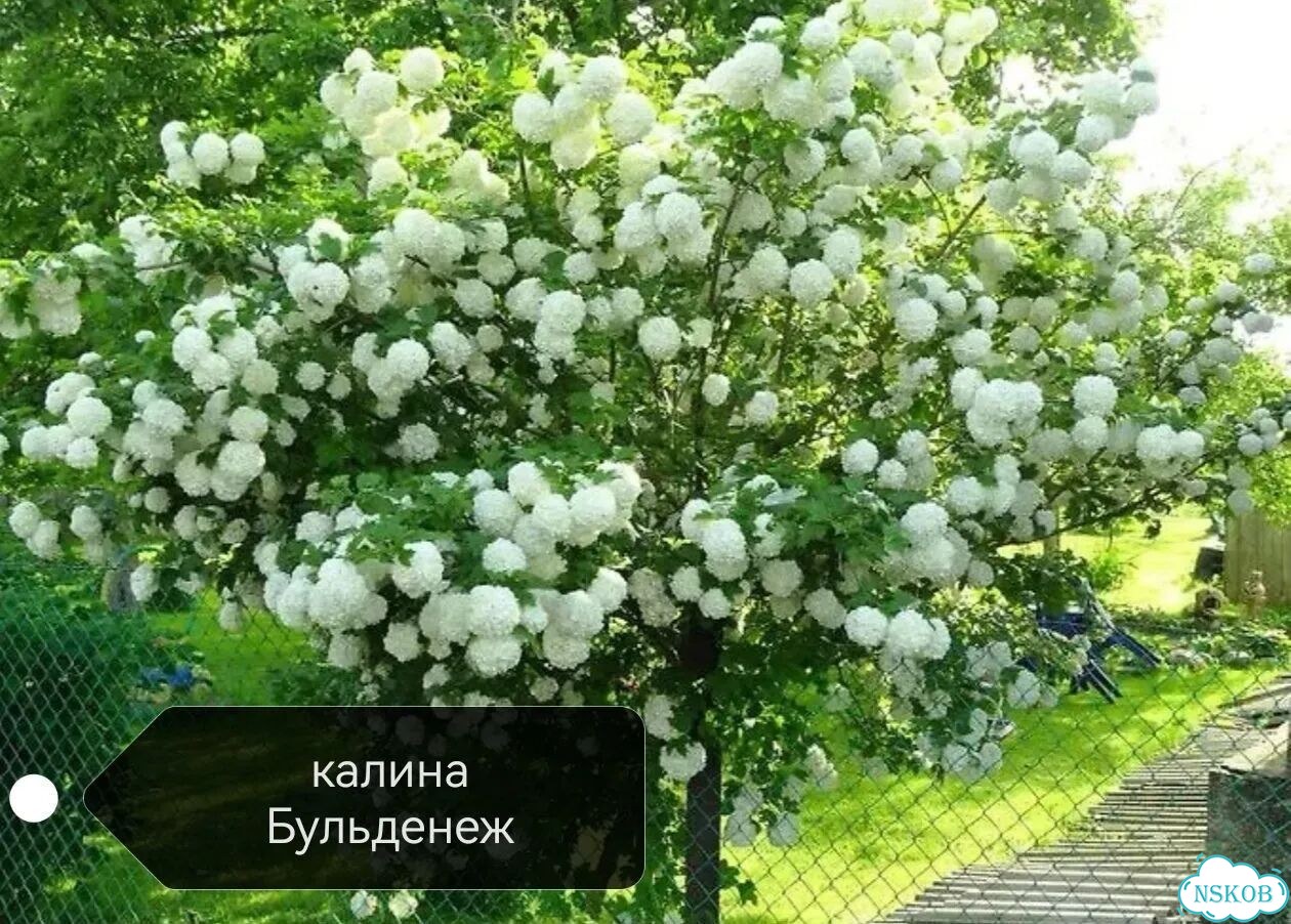 Многолетние растения для сада фото 6