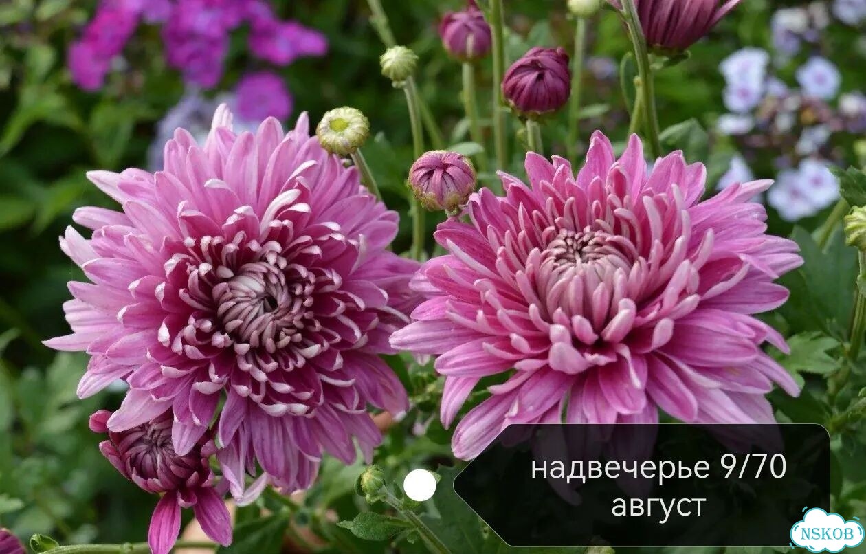 Многолетние растения для сада фото 7