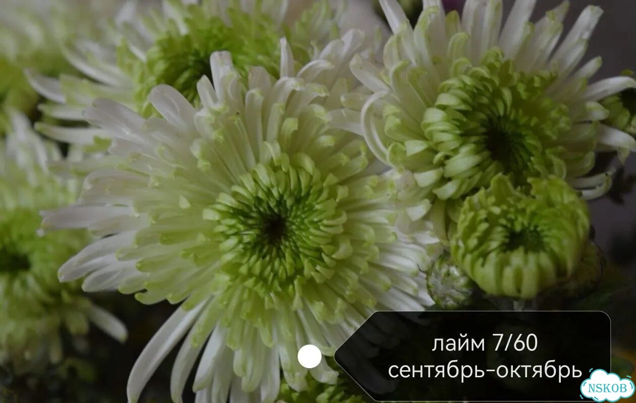Многолетние растения для сада фото 8