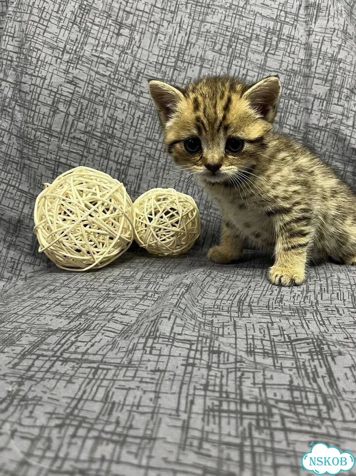 Британский короткошёрстный котёнок фото 1