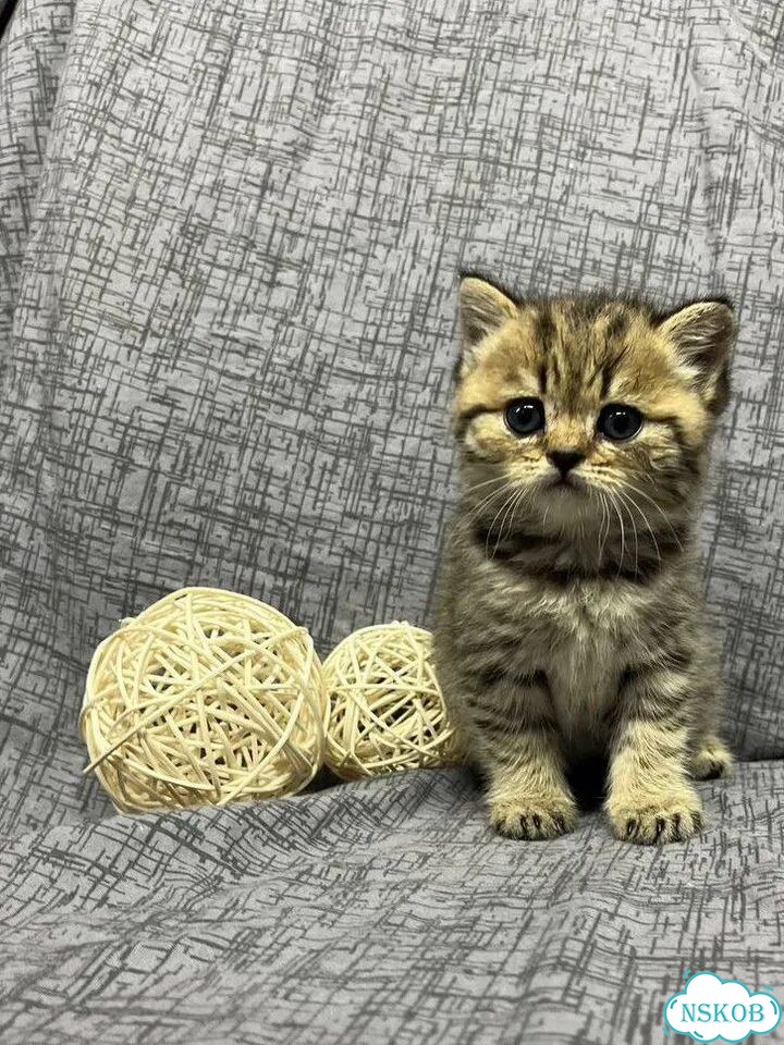 Британский короткошёрстный котёнок фото 1