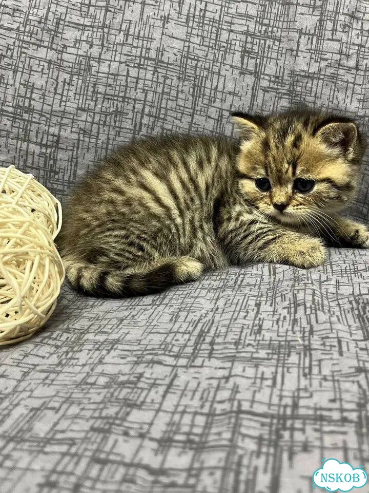 Британский короткошёрстный котёнок фото 2