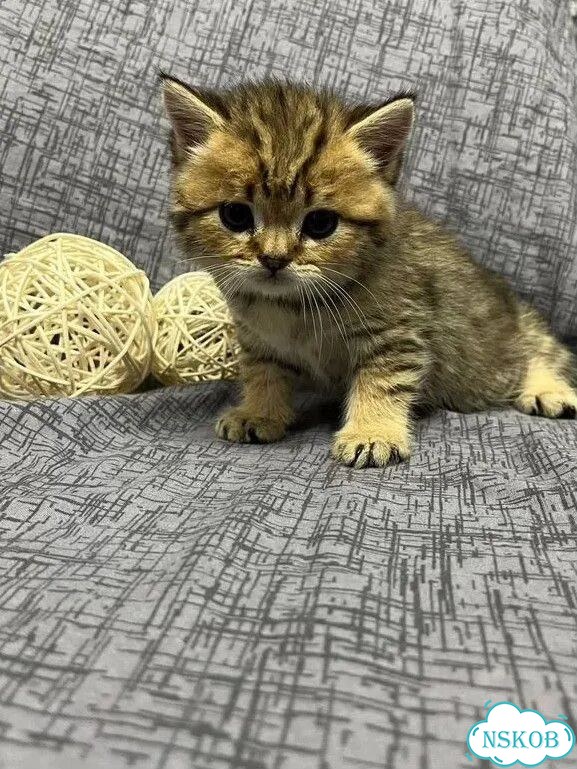 Британский короткошёрстный котёнок фото 1