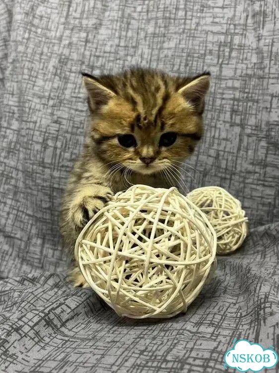 Британский короткошёрстный котёнок фото 2