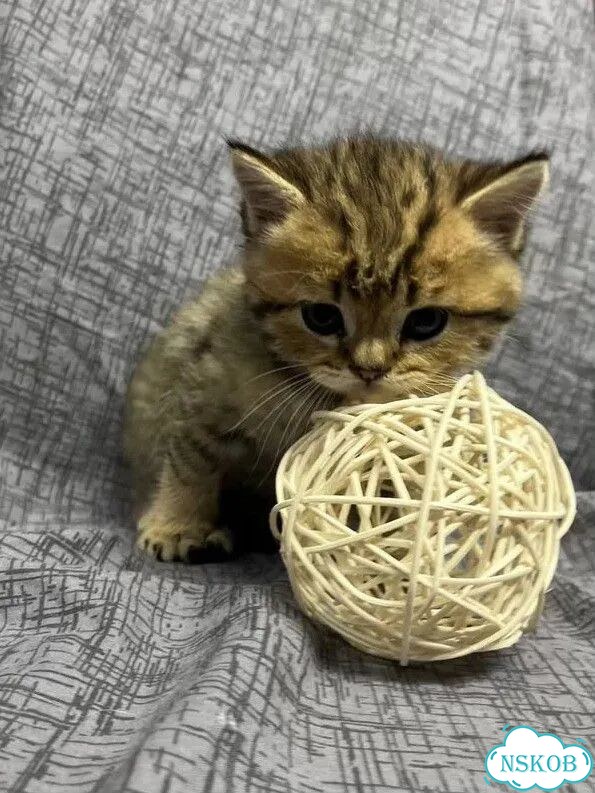 Британский короткошёрстный котёнок фото 3