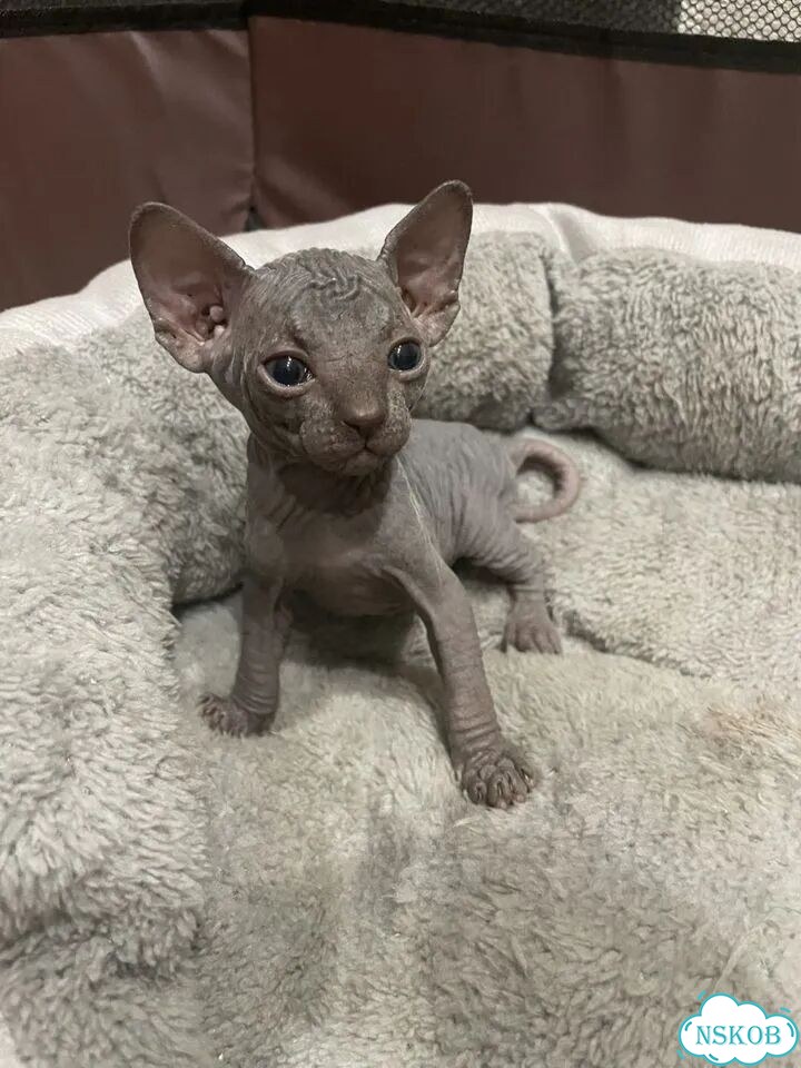 Канадский сфинкс котёнок фото 1