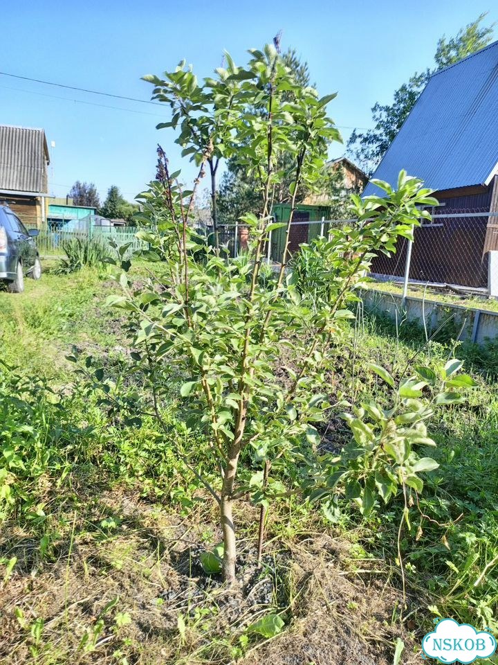 Дача 30 м² на участке 4,5 сот. фото 4