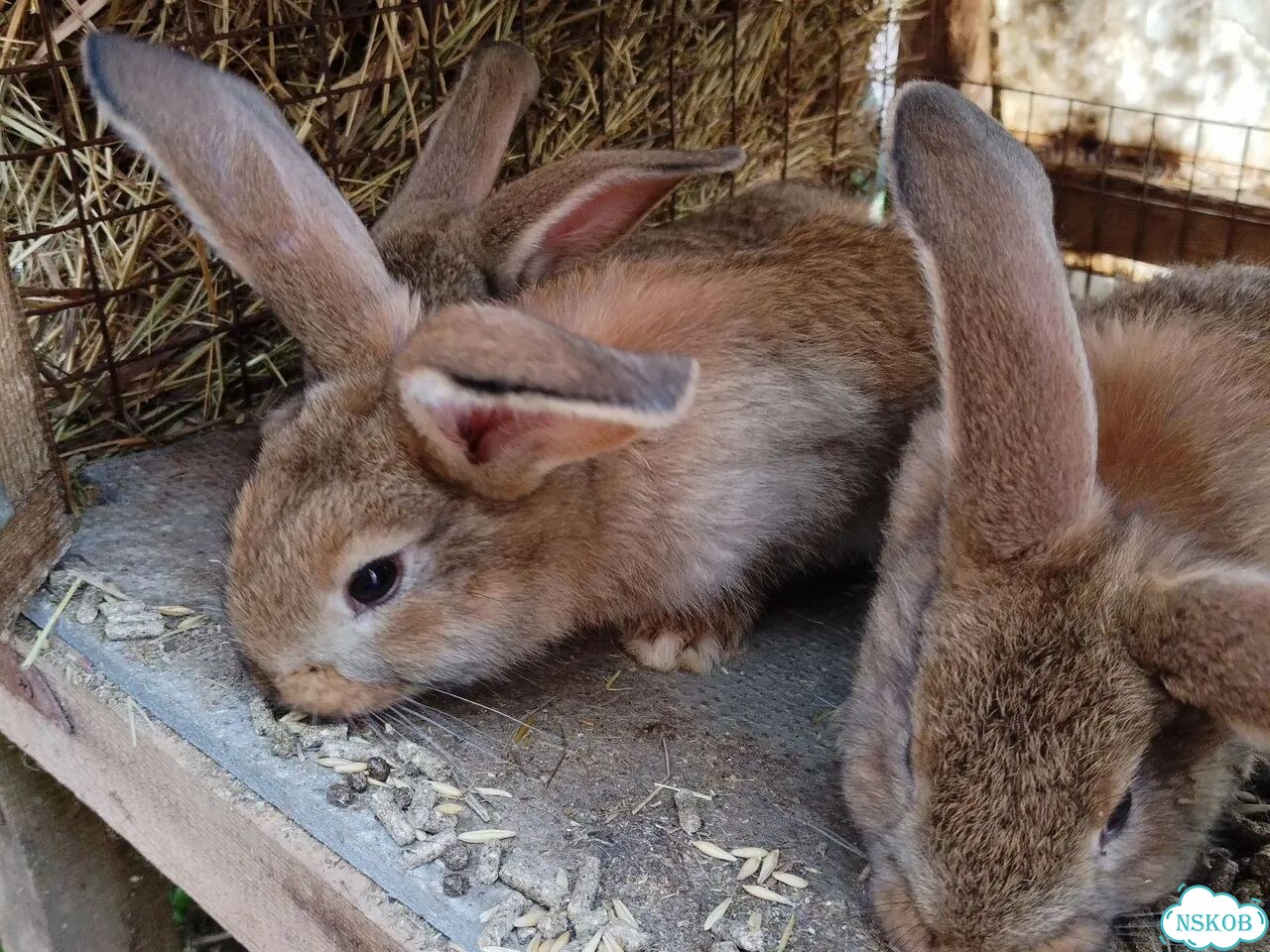Кролик фото 2