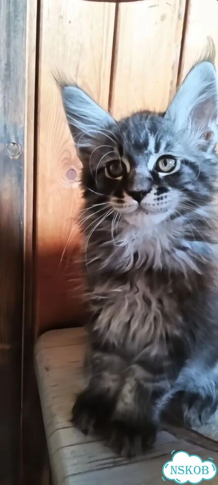 Мейн-кун котёнок фото 3
