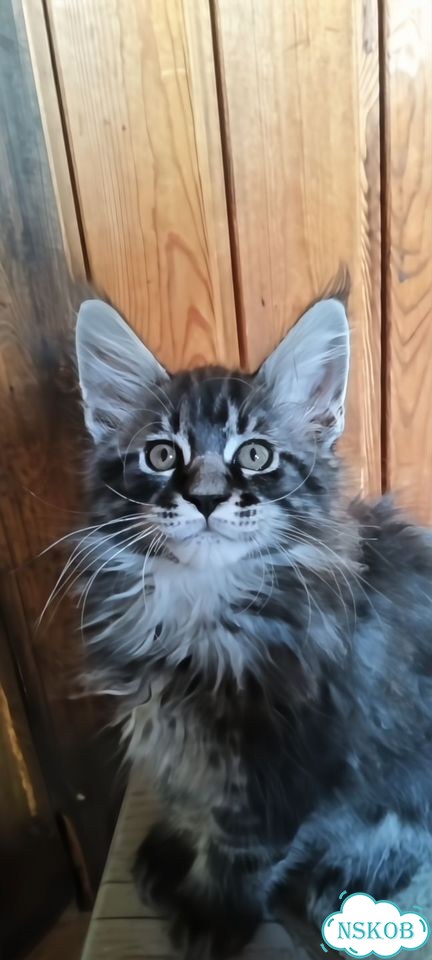 Мейн-кун котёнок фото 4