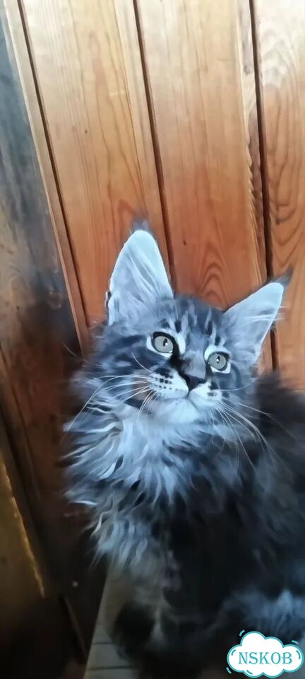 Мейн-кун котёнок фото 5
