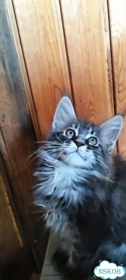 Мейн-кун котёнок фото 6