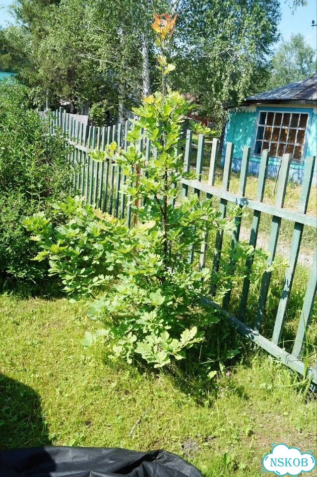 Дача 48 м² на участке 6,1 сот. фото 22