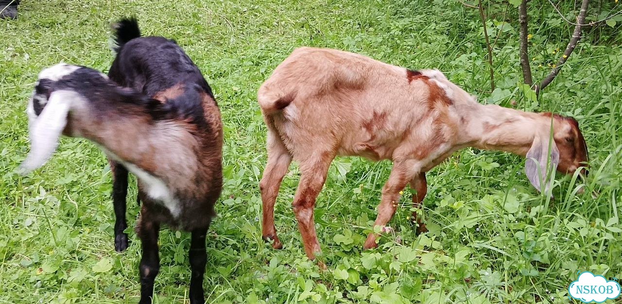 Продам нубийских коз фото 1