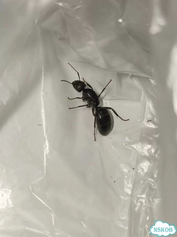 Муравьиная матка camponotus фото 1