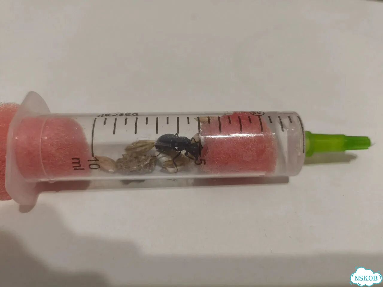 Муравьиная матка camponotus фото 2