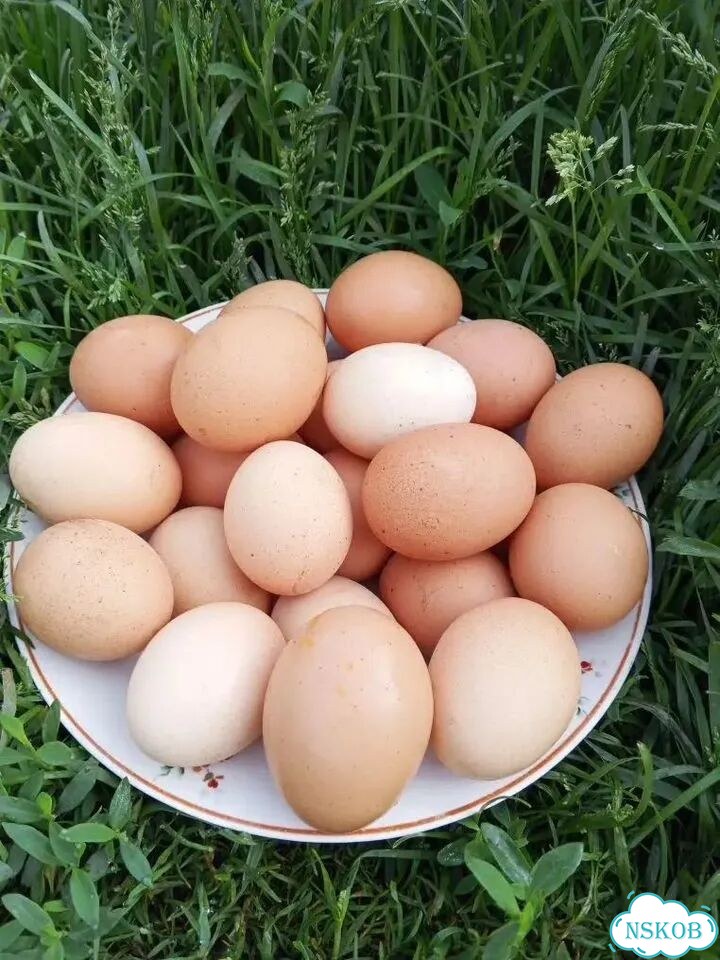 Домашние куриные яйца фото 1