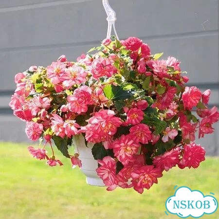 Бегония ампельная крупноцветковая Роуз Пикотти фото 5