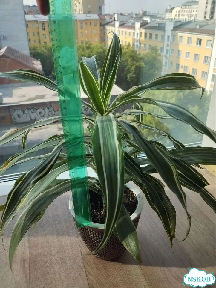 Пальма драцена фото 4