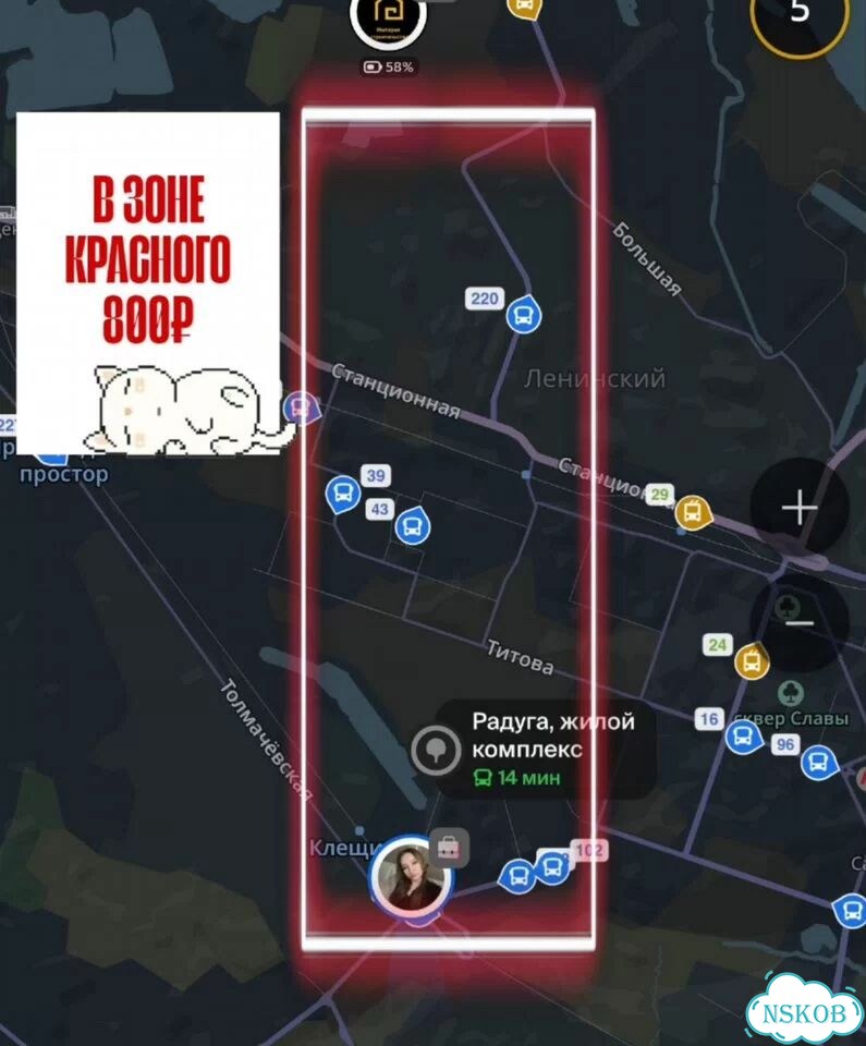 Зооняня для кошек с выездом фото 3