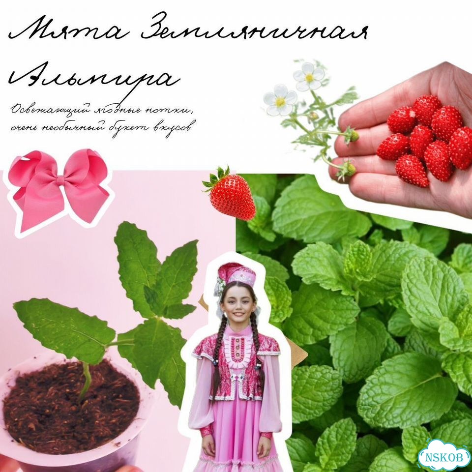 Мята Земляничная Альмира и другие фото 1
