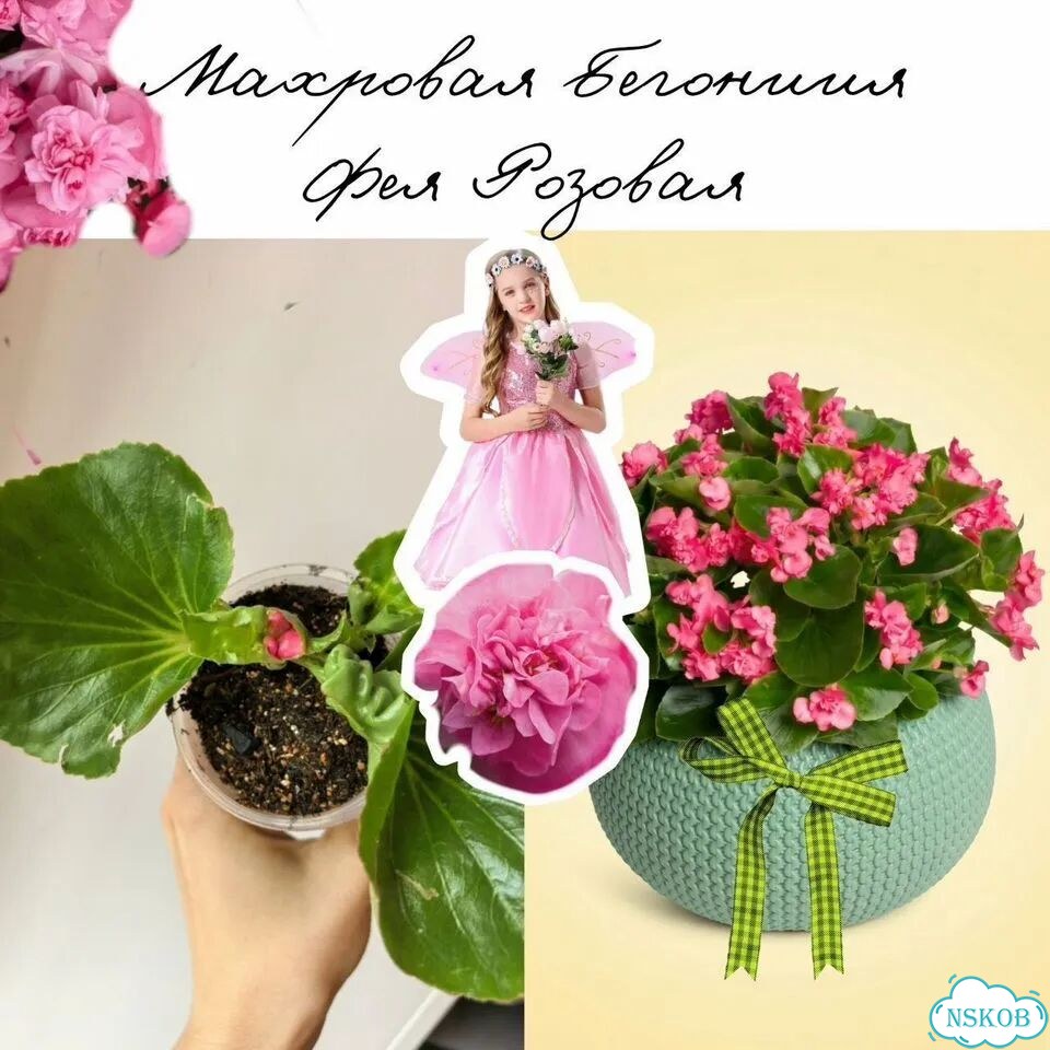 Бегония махровая вечноцветущая Фея Розовая фото 1
