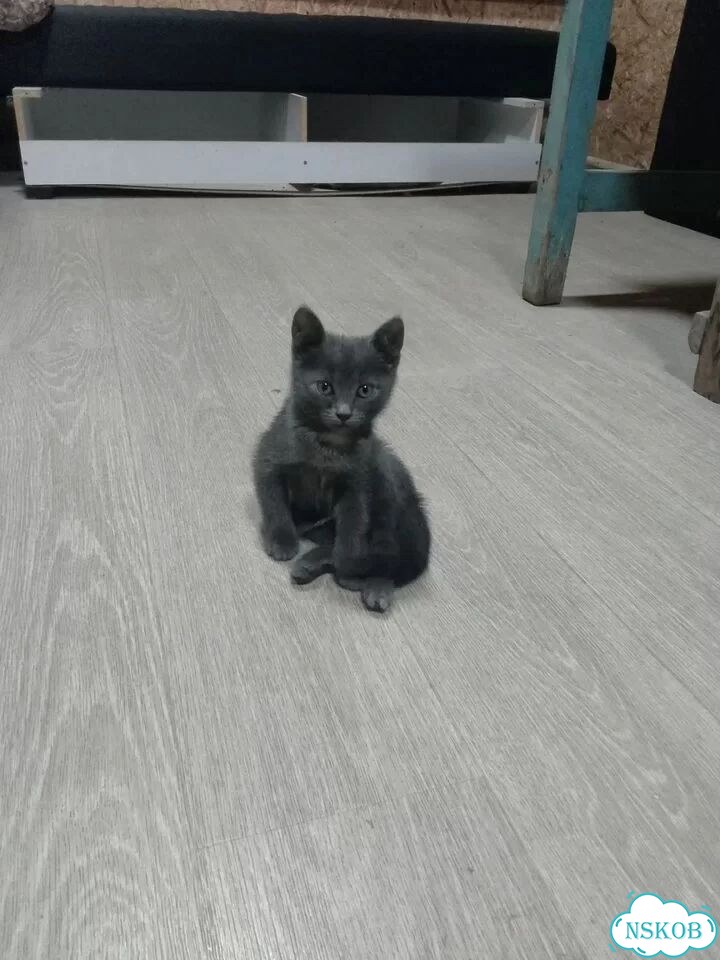 Котёнок в добрые руки фото 1