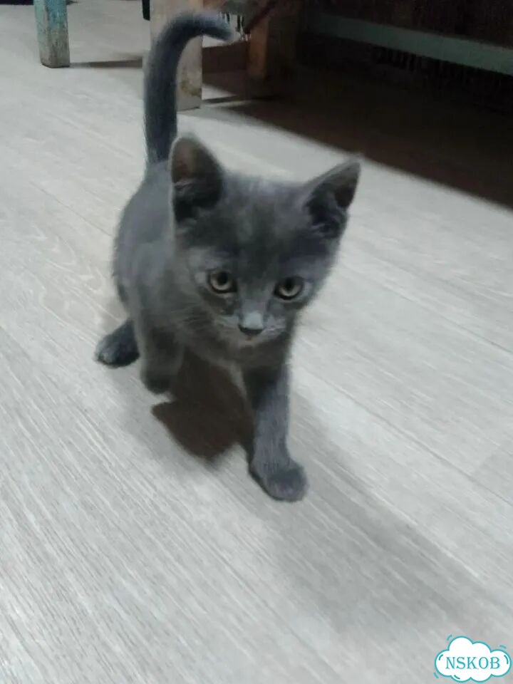 Котёнок в добрые руки фото 2