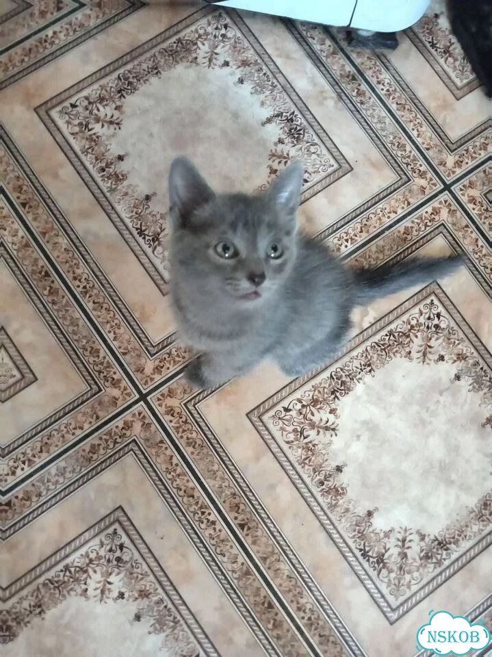 Котёнок в добрые руки фото 1
