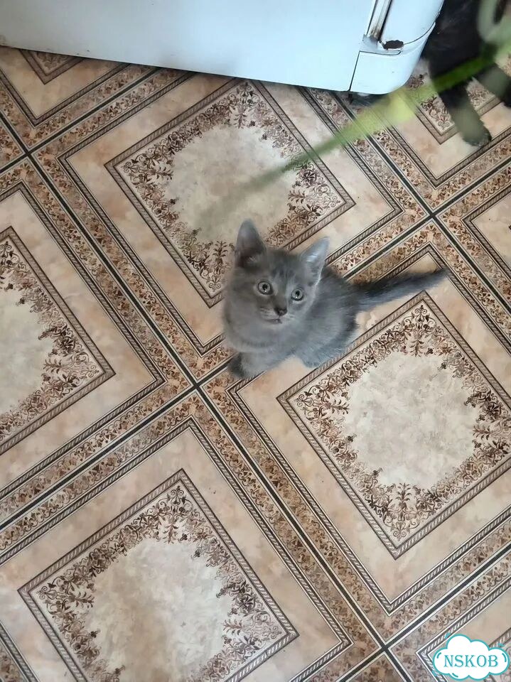 Котёнок в добрые руки фото 2