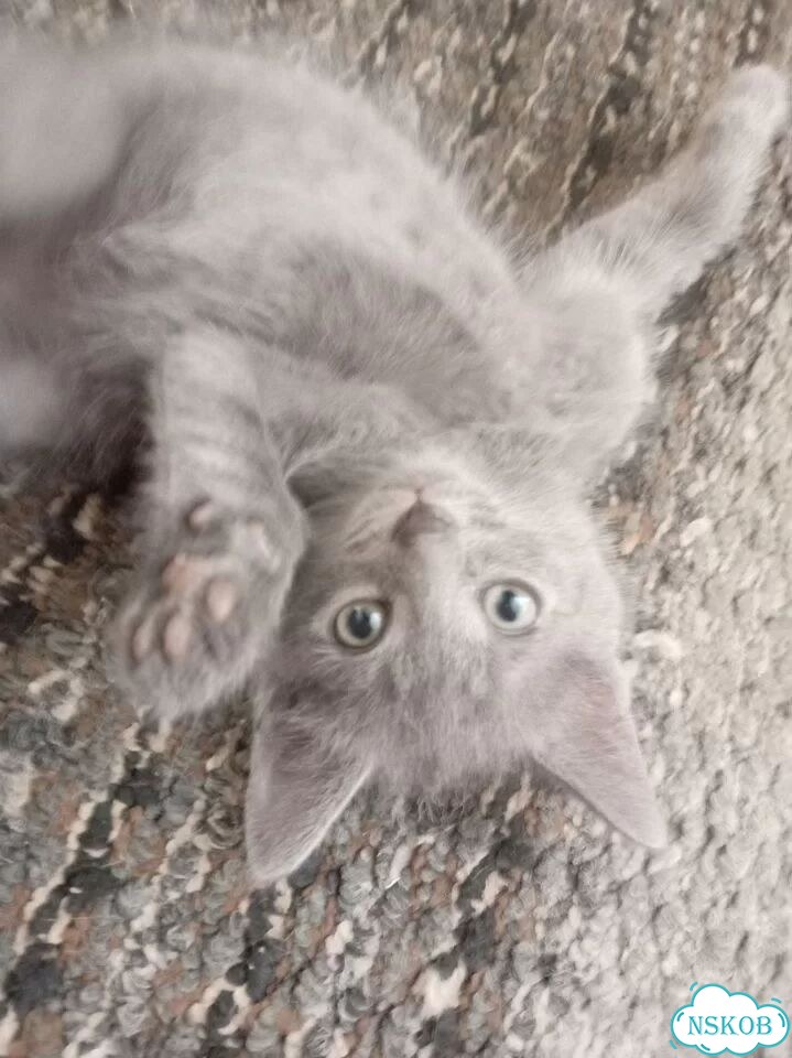Котёнок в добрые руки фото 3