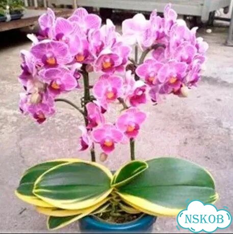 Орхидея вариегатная sogo vivien фото 8