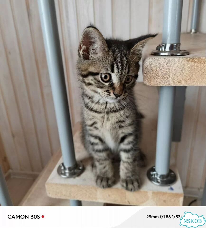 Котёнок в добрые руки фото 1