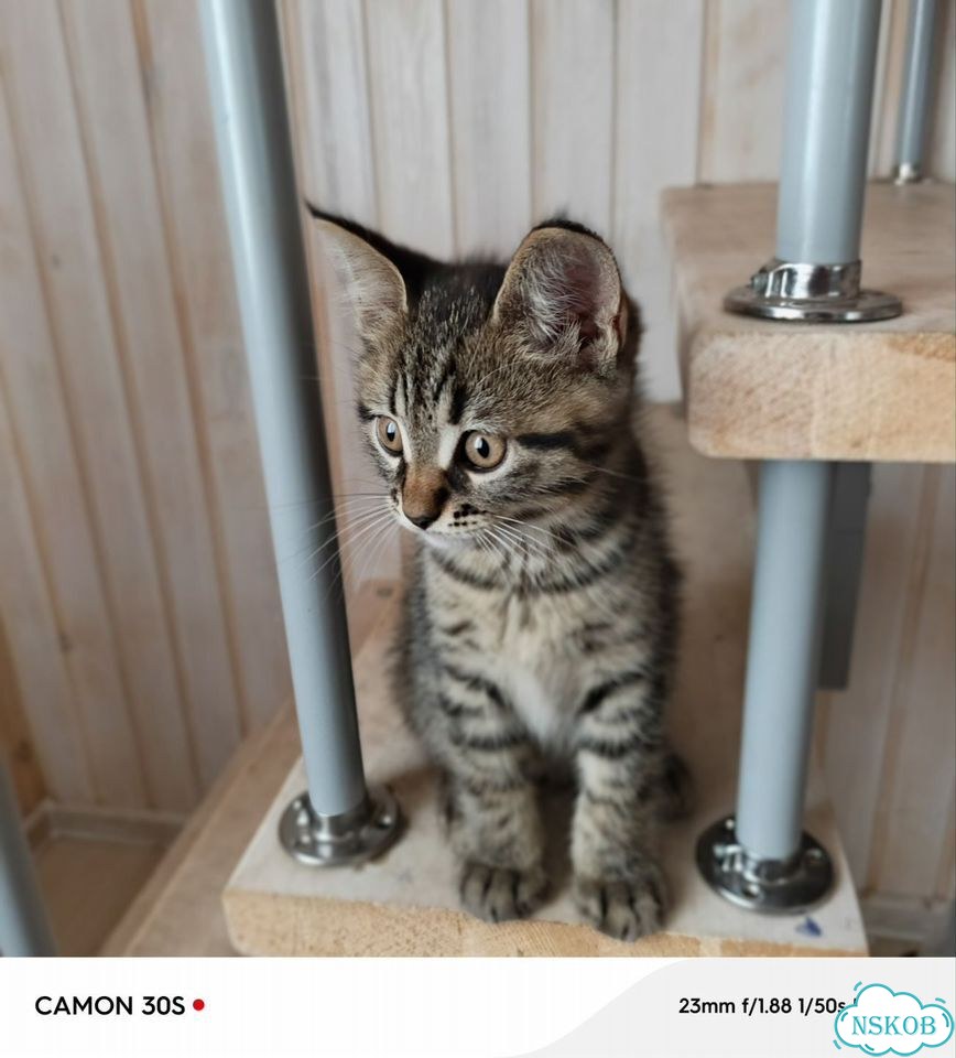 Котёнок в добрые руки фото 2