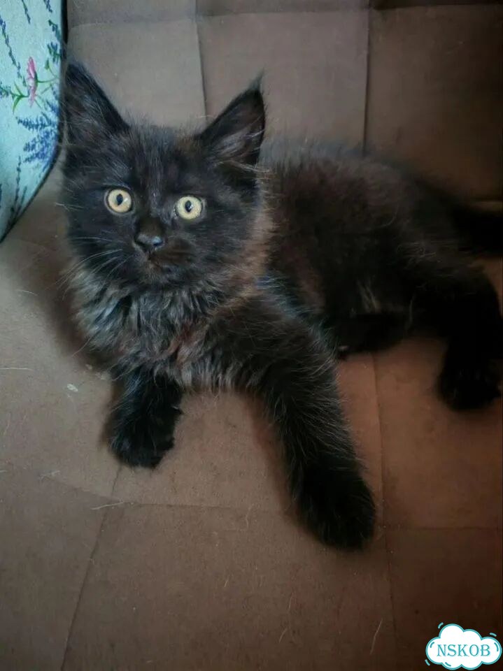 Котёнок в добрые руки фото 1