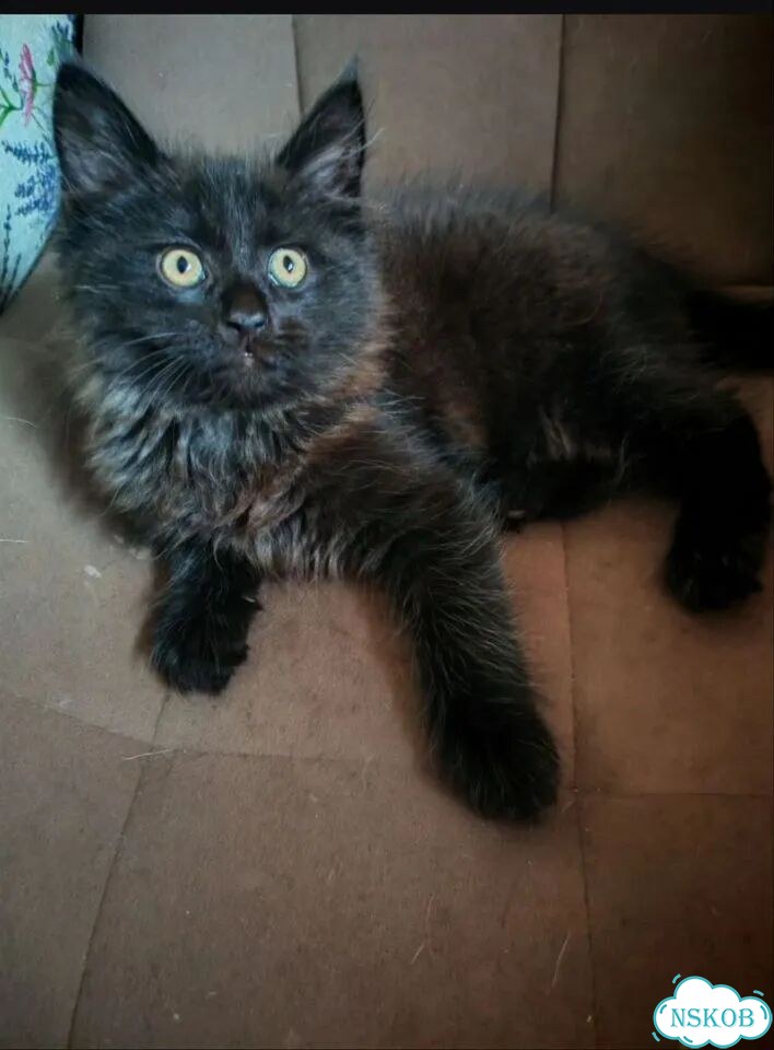 Котёнок в добрые руки фото 2