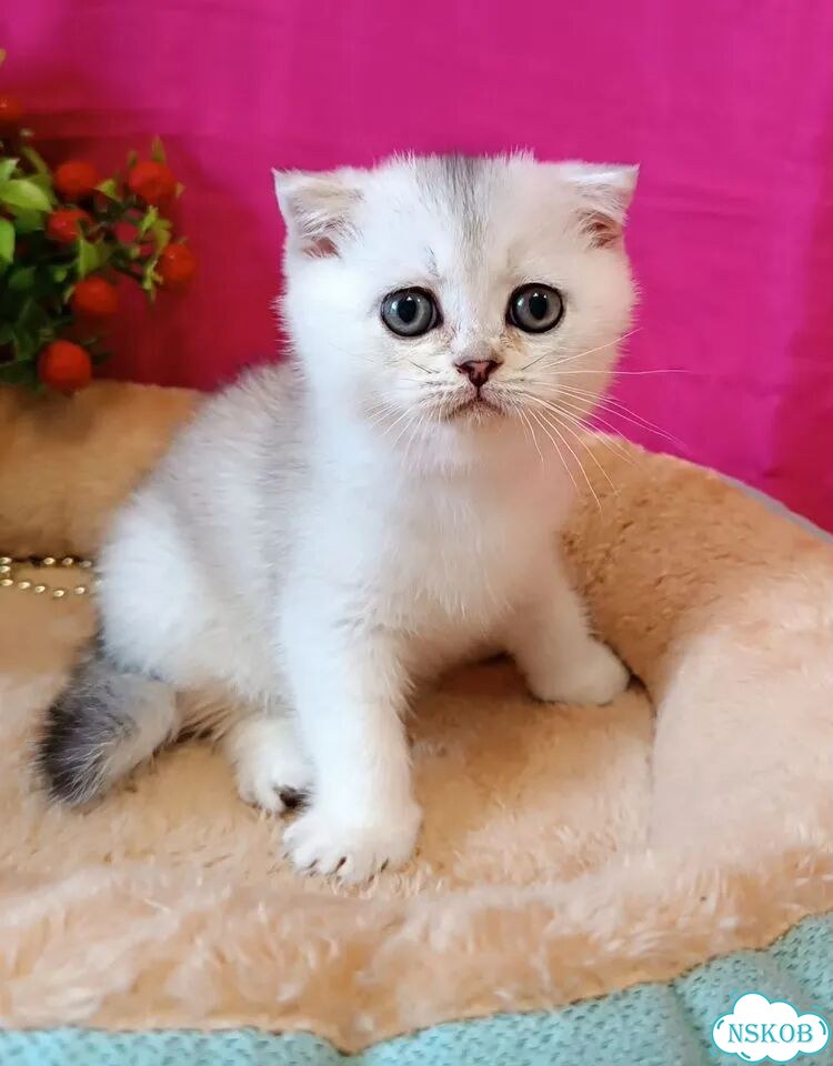 Шотландский вислоухий короткошёрстный котёнок фото 1