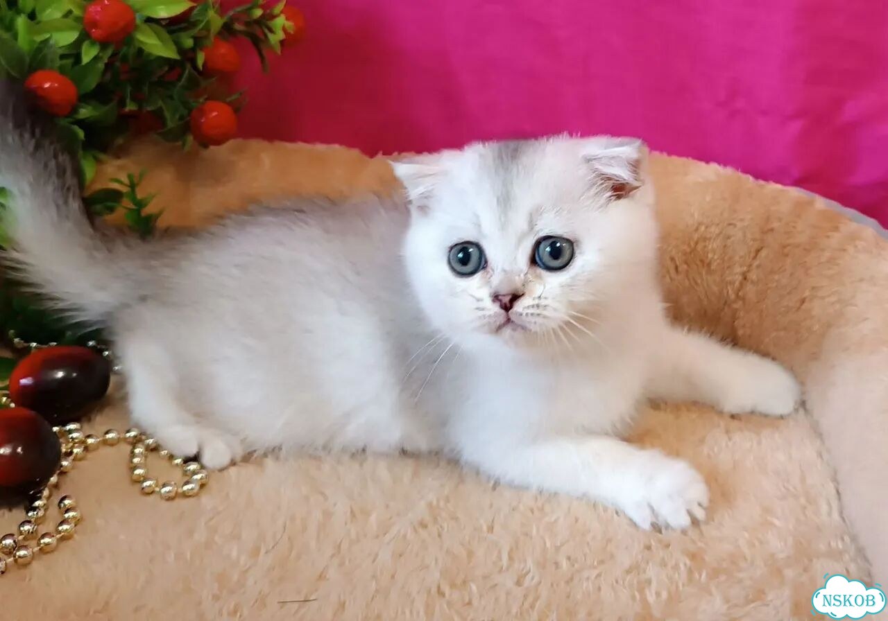 Шотландский вислоухий короткошёрстный котёнок фото 10