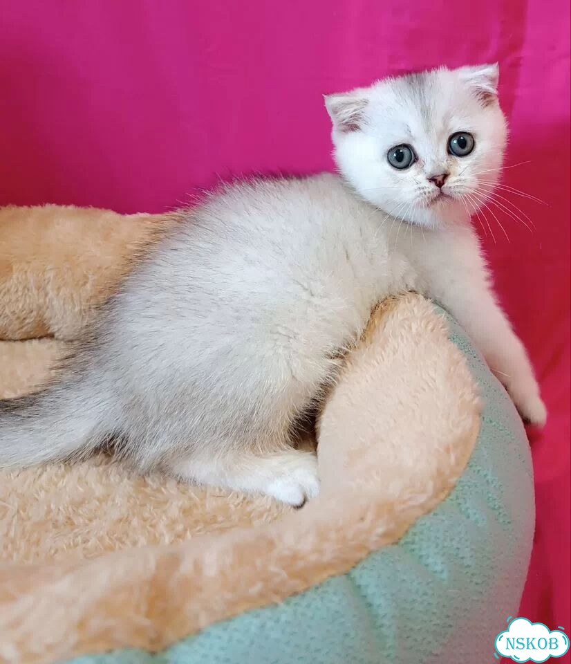 Шотландский вислоухий короткошёрстный котёнок фото 2
